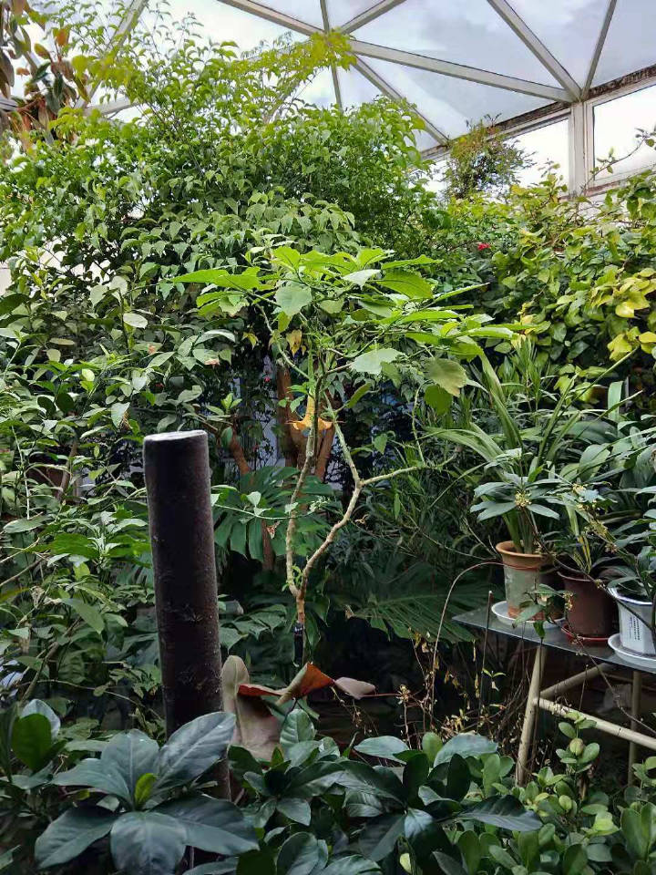 常金生家中庭一角,虽是寒冬,绿意盎然