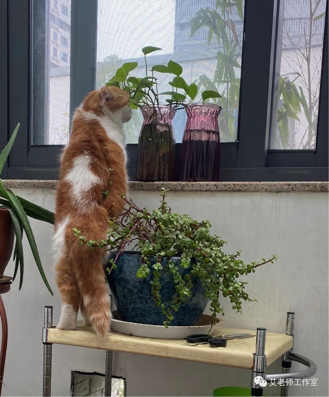cat.jpeg