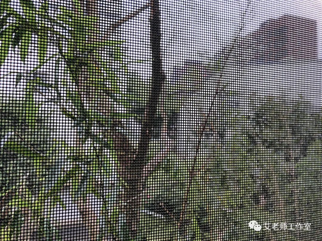 leaves.jpeg